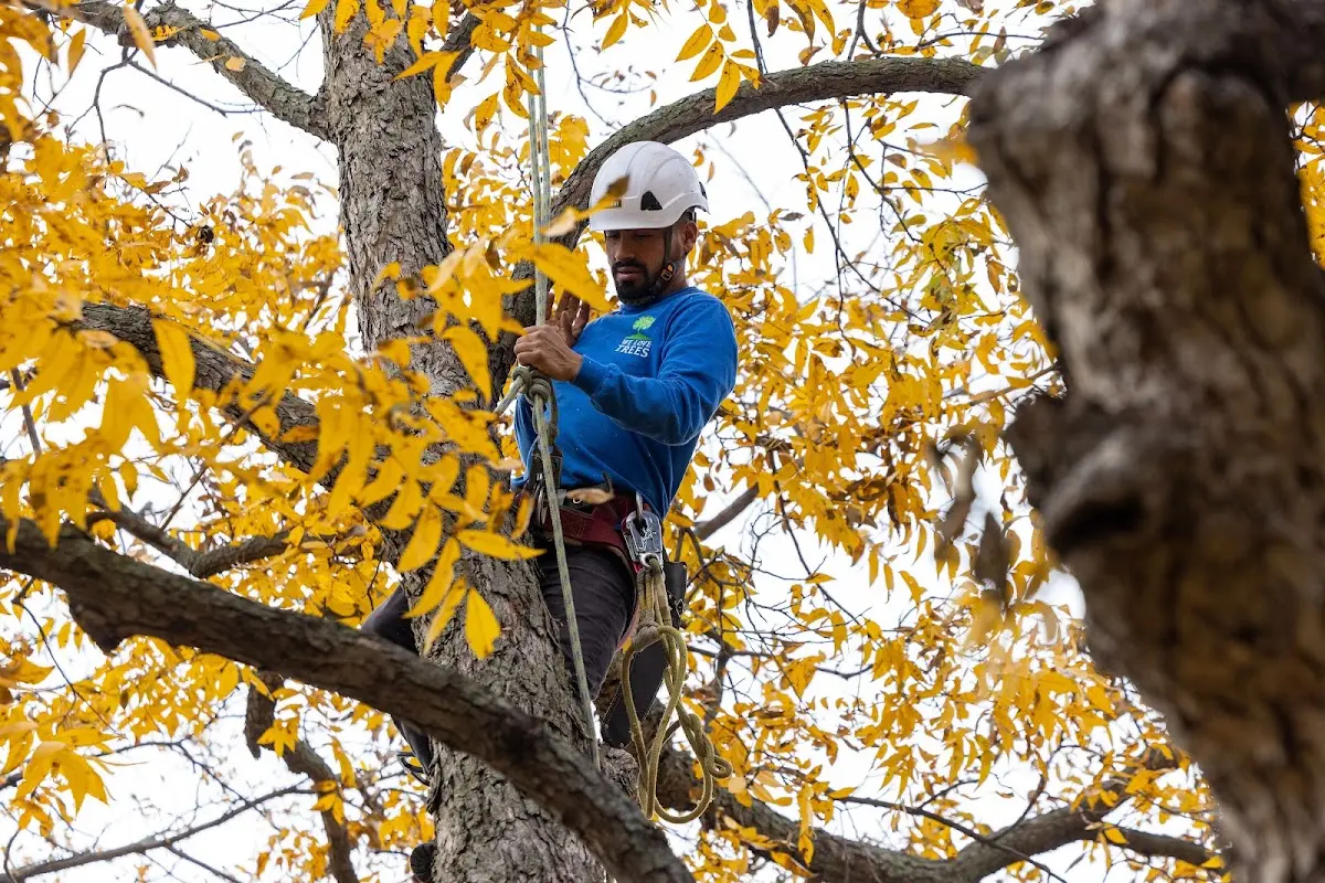Skilled Tree Pruning crew working in Royal